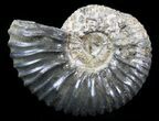 Acanthohoplites Ammonite Fossil - Caucasus, Russia #30096-1